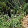 Plants: image 81 Of 208 Thumb